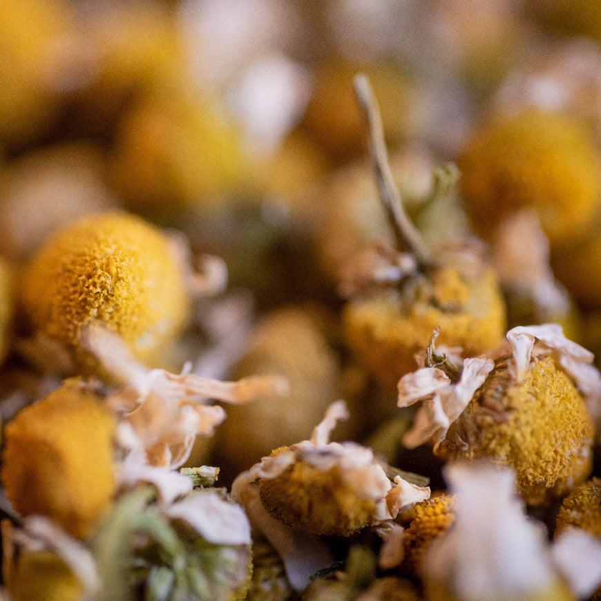 Camomille matricaire bio fleur