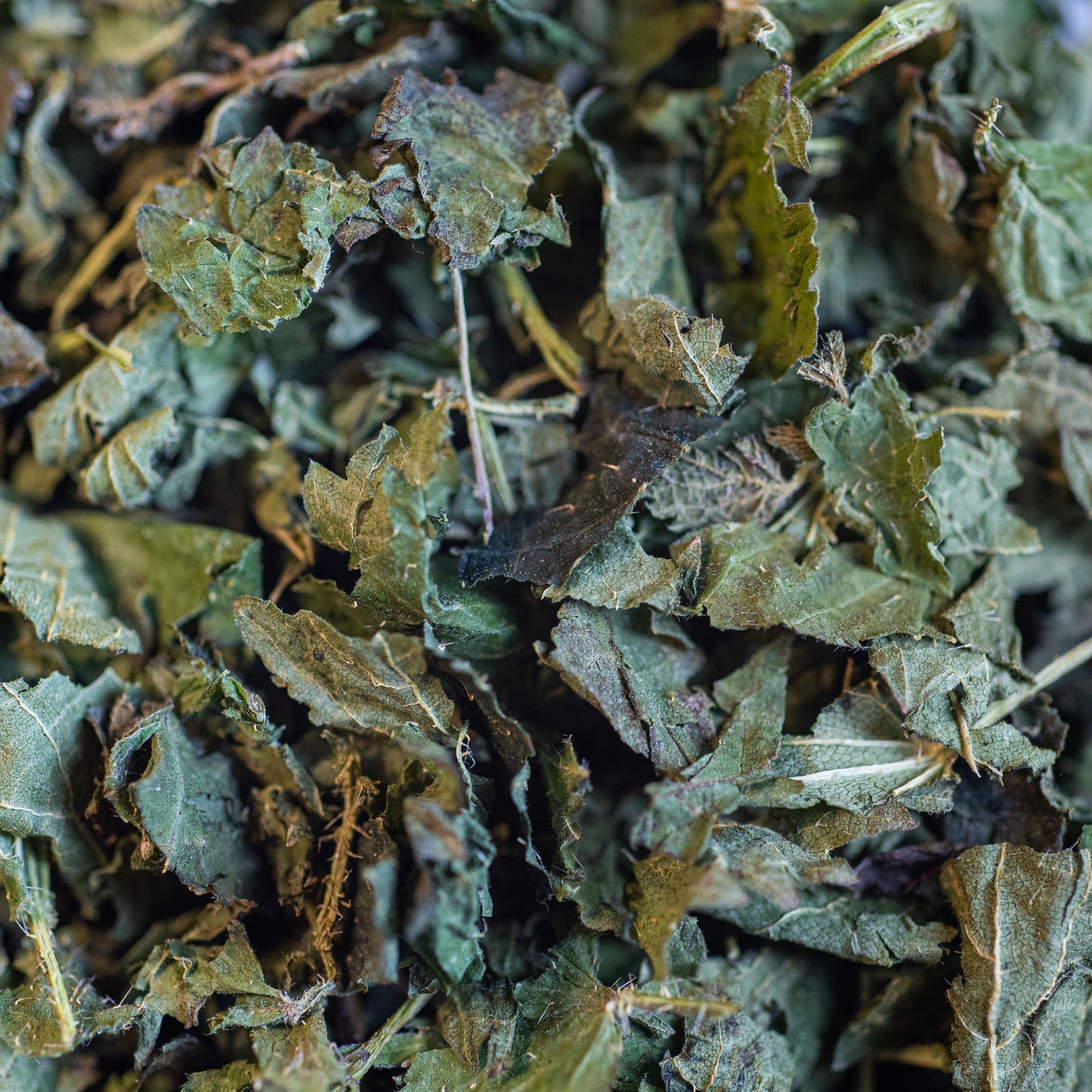 Ortie bio feuille et tige