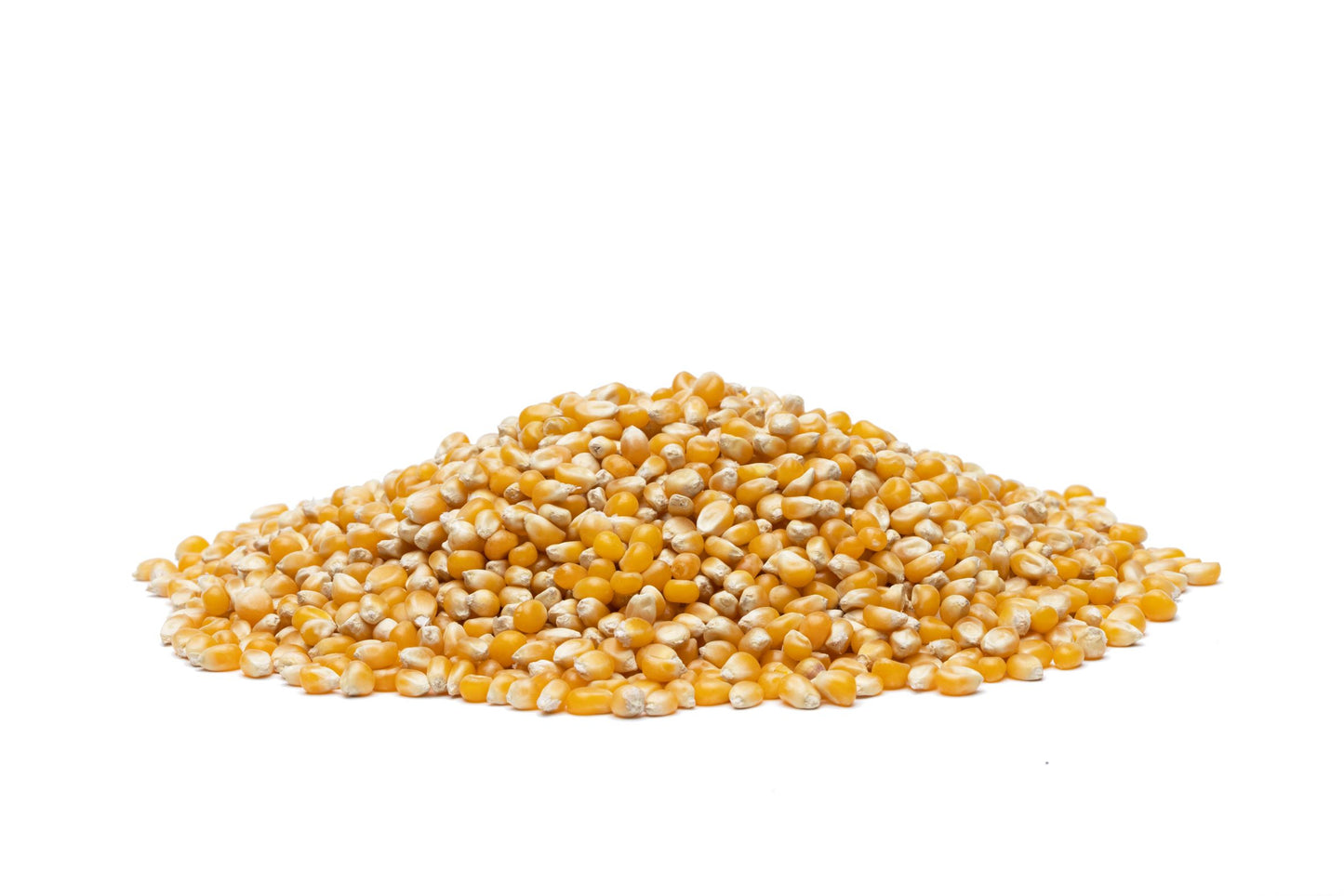 Maïs pop-corn bio France