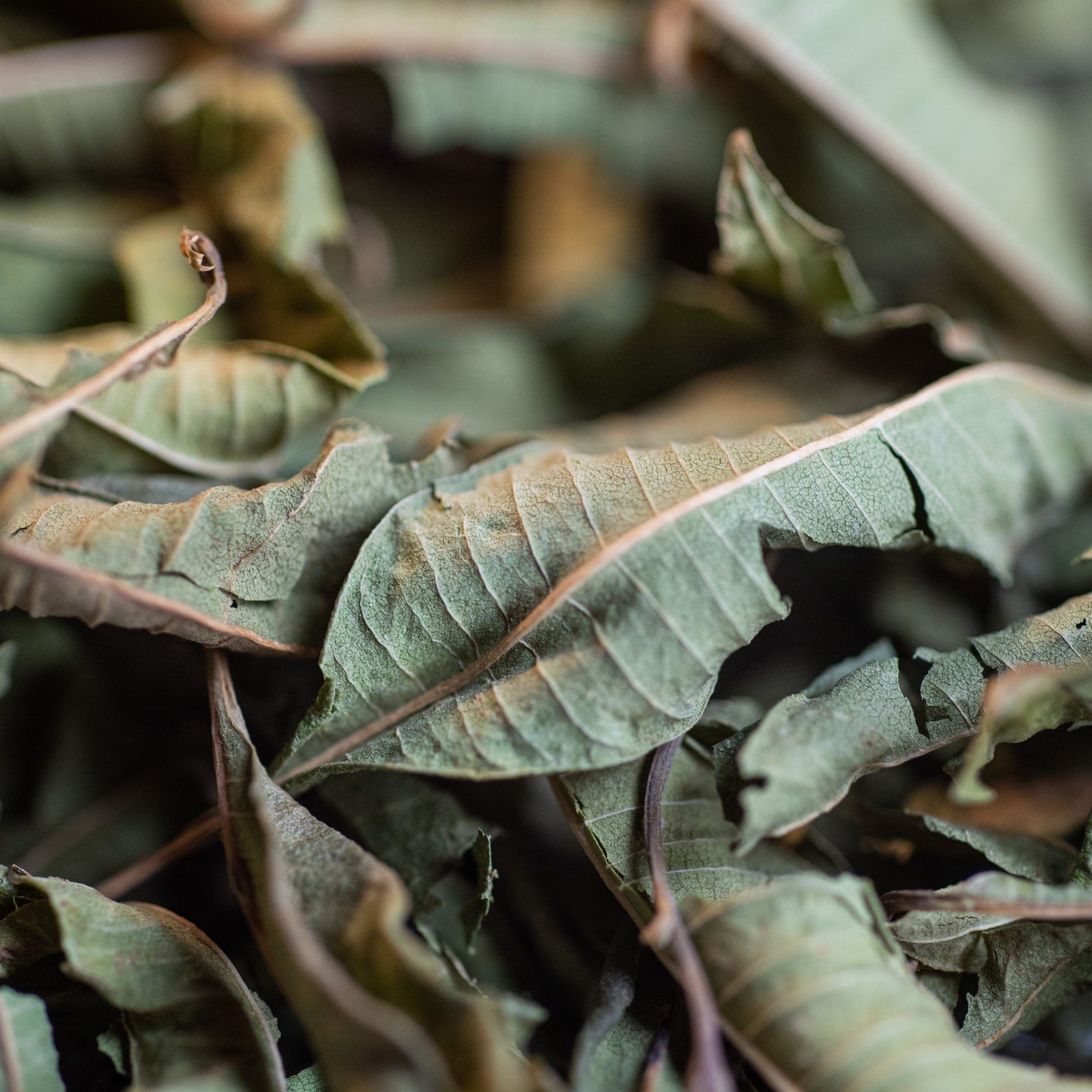 Verveine bio feuille